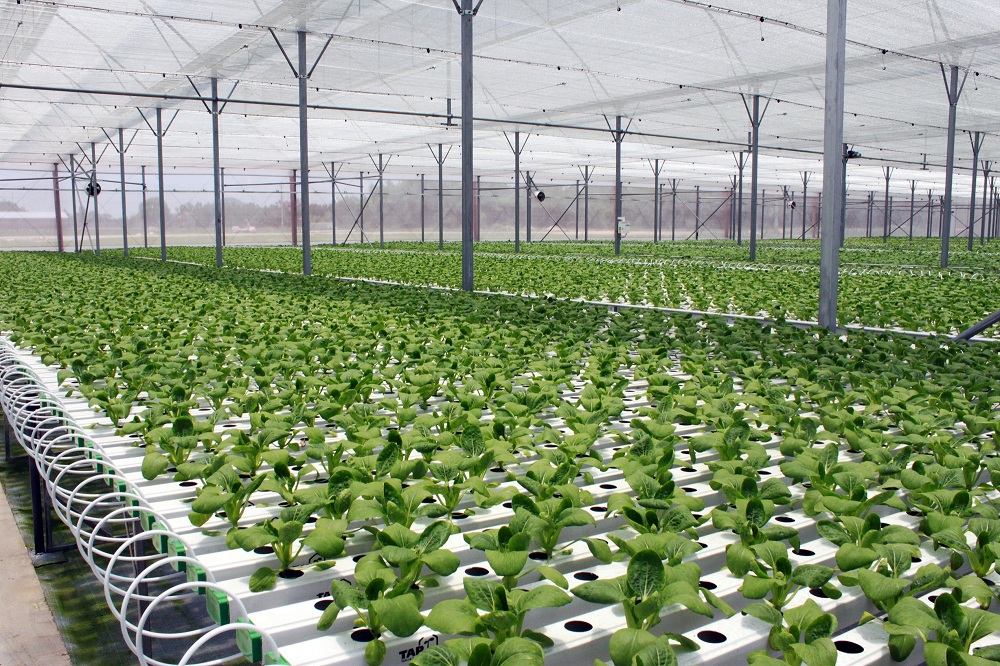 Bình Thuận Hiệu quả từ chuyển đổi mô hình trồng rau thủy canh công nghệ cao